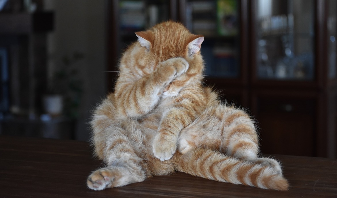 Diarrhée chez les chats : causes possibles et conseils de traitement et de prévention